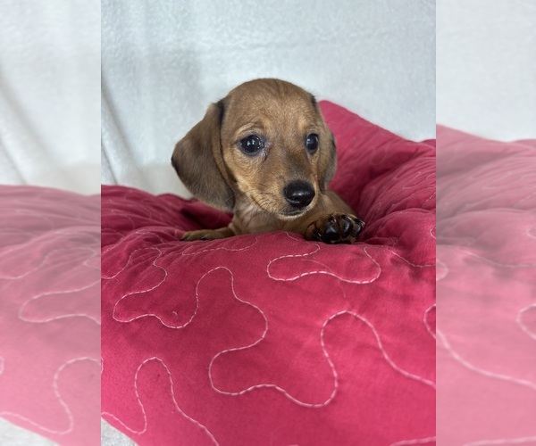 Medium Photo #1 Dachshund Puppy For Sale in GREENFIELD, IN, USA