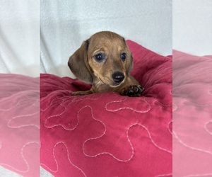 Dachshund Puppy for sale in GREENFIELD, IN, USA