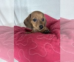 Image preview for Ad Listing. Nickname: Daisey