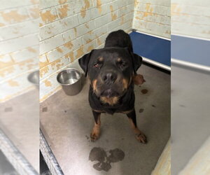 Rottweiler Dogs for adoption in Stockton, CA, USA