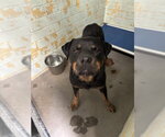 Small Rottweiler