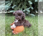 Small #1 Shih Tzu