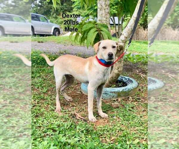 Medium Photo #1 Labrador Retriever-Unknown Mix Puppy For Sale in Virginia Beach, VA, USA
