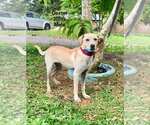 Small Labrador Retriever Mix
