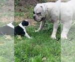 Small Photo #8 Olde English Bulldogge Puppy For Sale in ROCHESTER, NY, USA