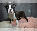 Puppy Rocky Boston Terrier
