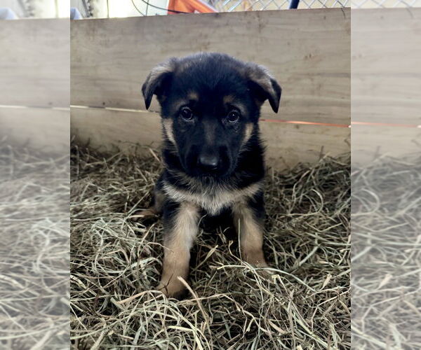 Medium Photo #3 German Shepherd Dog Puppy For Sale in Brewster, NY, USA