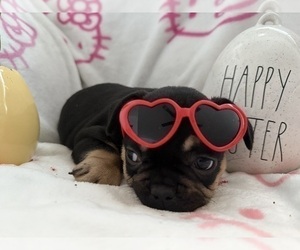 French Bulldog Puppy for sale in OJAI, CA, USA