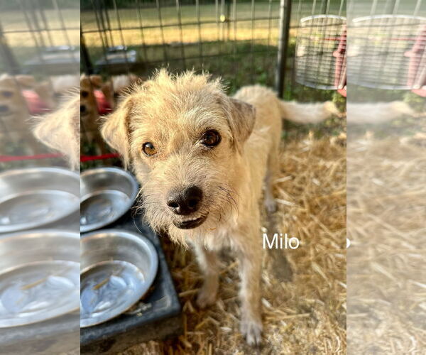 Medium Photo #4 Wapoo Puppy For Sale in Thorndale, TX, USA