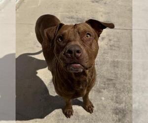 American Staffordshire Terrier-Unknown Mix Dogs for adoption in San Antonio, TX, USA