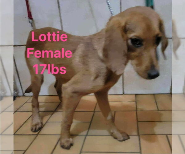 Medium Photo #4 Redbone Coonhound-Unknown Mix Puppy For Sale in Aurora, IN, USA