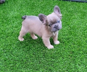 French Bulldog Puppy for Sale in LAS VEGAS, Nevada USA