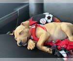Small #3 Jack Russell Terrier-Parson Russell Terrier Mix
