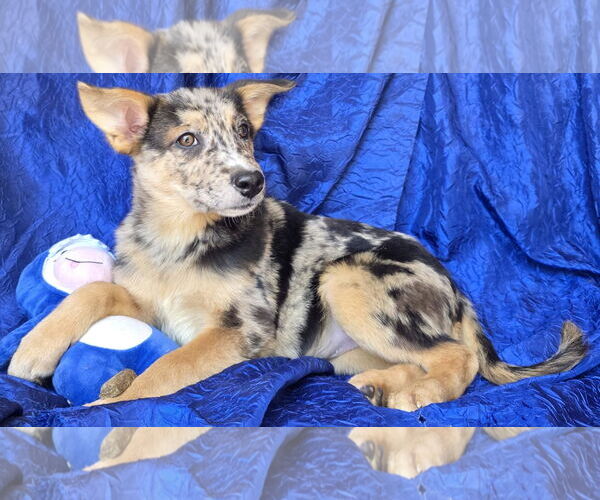 Medium Photo #3 Australian Shepherd-Catahoula Leopard Dog Mix Puppy For Sale in Cuba, NY, USA