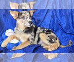 Small #2 Australian Shepherd-Catahoula Leopard Dog Mix