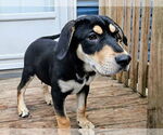 Small #1 Catahoula Leopard Dog-Rottweiler Mix