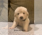 Small Photo #13 Pyredoodle Puppy For Sale in MARION, IN, USA