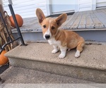 Puppy Wally Pembroke Welsh Corgi