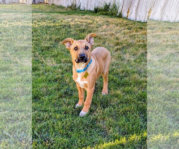 Medium Photo #6 Labrador Retriever-Unknown Mix Puppy For Sale in Sandy, UT, USA