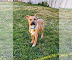 Small #5 Labrador Retriever Mix