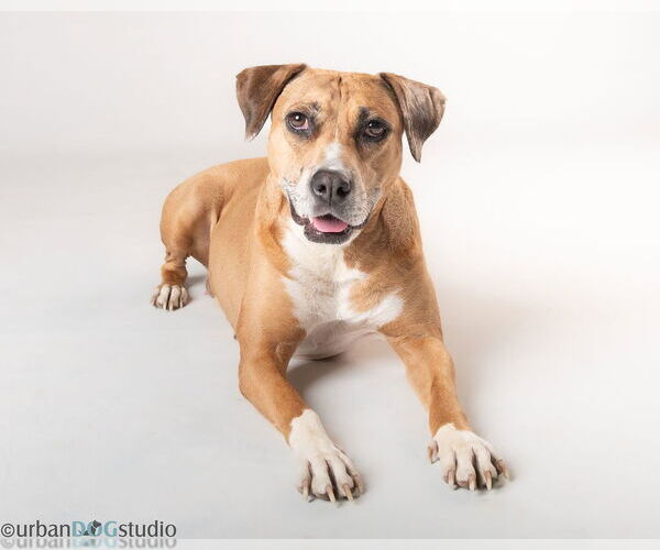 Medium Photo #1 Catahoula Leopard Dog-Unknown Mix Puppy For Sale in Tampa, FL, USA