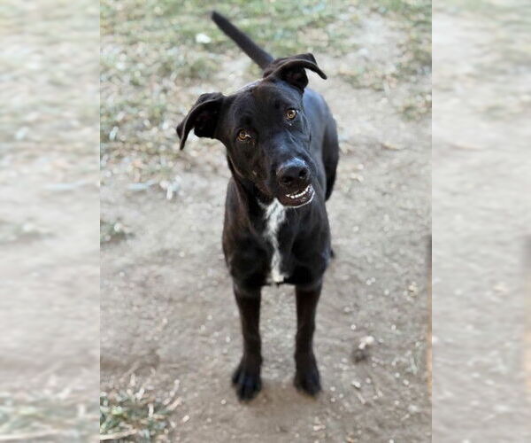 Medium Photo #2 Labrador Retriever-Unknown Mix Puppy For Sale in Riverside, CA, USA