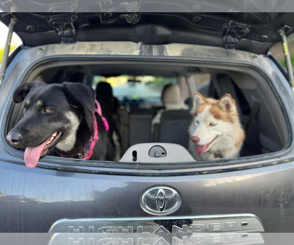 Medium Photo #1 German Shepherd Dog Puppy For Sale in Woodland, CA, USA