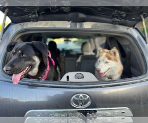 German Shepherd Dog Dogs for adoption in Woodland, CA, USA