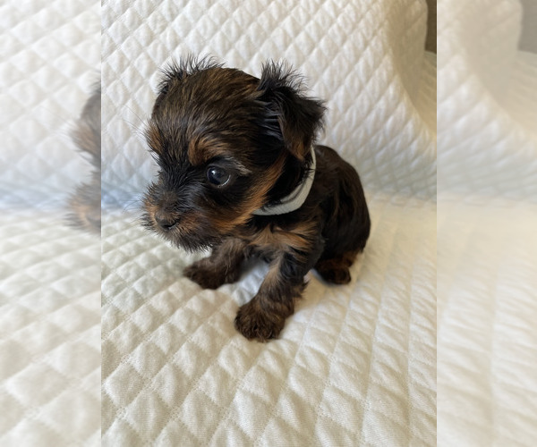 Full screen Photo #16 Yorkshire Terrier Puppy For Sale in ORLANDO, FL, USA