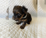 Small Photo #16 Yorkshire Terrier Puppy For Sale in ORLANDO, FL, USA