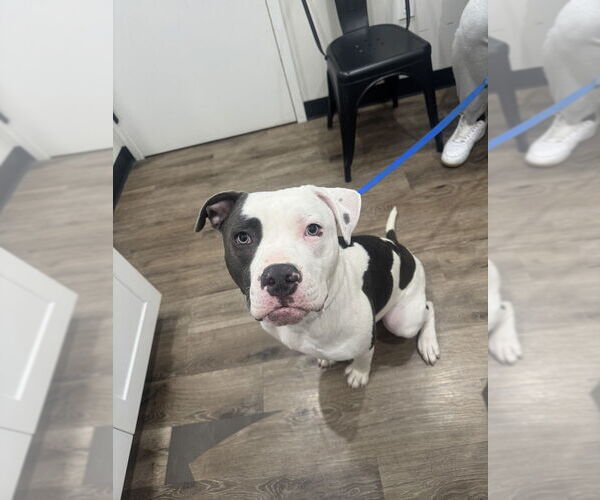 Medium Photo #3 Mutt Puppy For Sale in Brewster, NY, USA