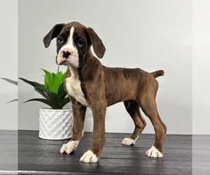 Boxer Puppy for sale in FRANKLIN, IN, USA