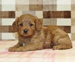 Small #1 Cavapoo (Miniature)