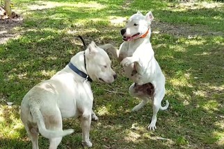 Mother of the Dogo Argentino puppies born on 07/29/2018