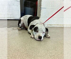 American Pit Bull Terrier Dogs for adoption in San Bernardino, CA, USA