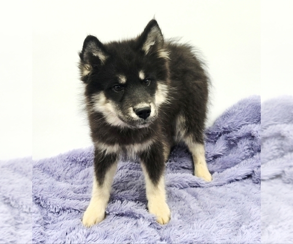 Medium Photo #1 Siberian Husky Puppy For Sale in SANDY HOOK, KY, USA