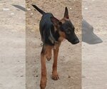 Small #1 German Shepherd Dog Mix