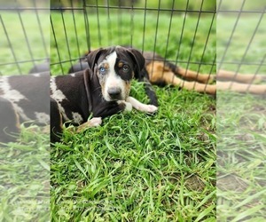 Catahoula Leopard Dog Puppy for sale in CUMBY, TX, USA