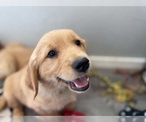 Medium Golden Retriever