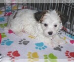 Small Photo #12 Papitese Puppy For Sale in ORO VALLEY, AZ, USA