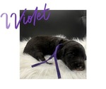 Puppy Violet Sheepadoodle