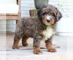 Denver - Male Bernedoodle (Miniature) Puppy for Sale - Small photo