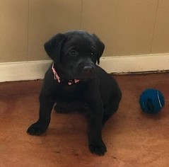 Labrador Retriever Puppy for sale in HENRIETTA, TX, USA