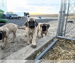 Small Photo #4 Mastiff Puppy For Sale in WARDEN, WA, USA