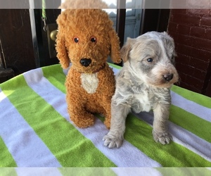 Australian Cattle Dog-Goldendoodle Mix Puppy for sale in BURLINGTON, IA, USA