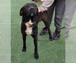 Small #4 Labrador Retriever Mix