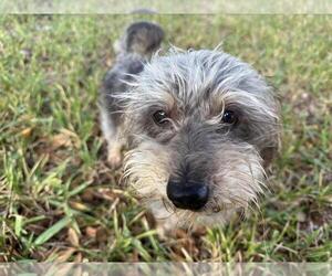 Mutt Dogs for adoption in Missouri City, TX, USA
