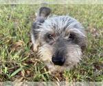 Small Mutt