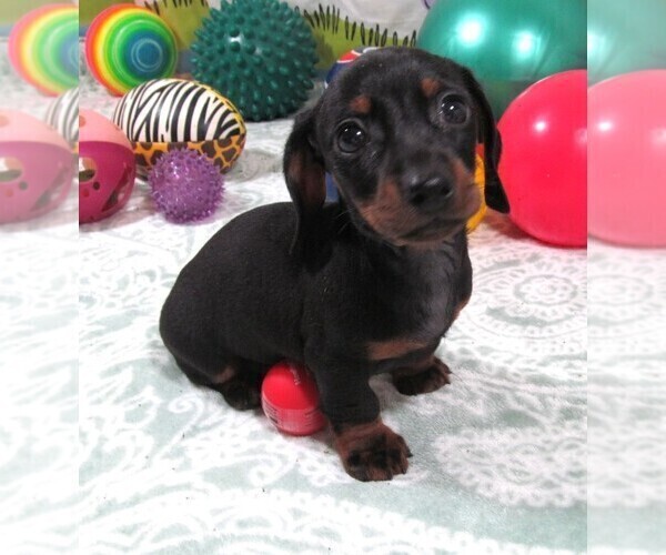 Medium Photo #5 Dachshund Puppy For Sale in RATTAN, OK, USA
