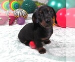 Small #4 Dachshund